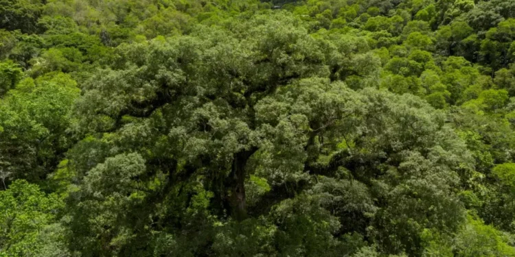 Noruega anuncia investimento de US$ 3 bilhões para salvar florestas