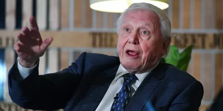 Hiena grávida, cães famintos e um leão salvador: novo documentário de Attenborough mostra episódio insólito