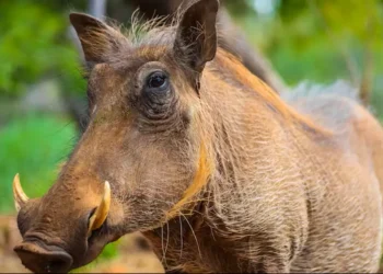 Peste suína mata nove javalis perto de Barcelona