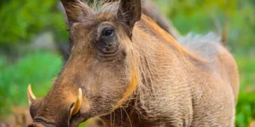 Peste suína mata nove javalis perto de Barcelona