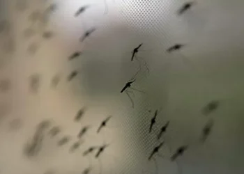 ​Moçambique regista mais de 10 milhões de casos de malária em nove meses