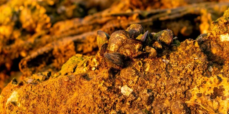 Brasil detém amplas reservas de minerais estratégicos