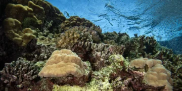 Tratado do Alto Mar é sinal de “vitalidade” em tempos de ameaça ao direito internacional