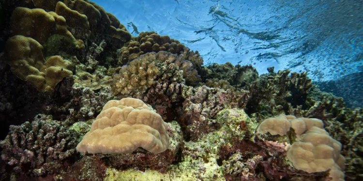 Tratado do Alto Mar é sinal de “vitalidade” em tempos de ameaça ao direito internacional