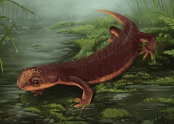 Abram alas para a Nabia. Nova espécie de anfíbio do Jurássico identificada em Portugal