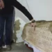 Descoberta base de antiga estátua romana epigrafada com duas toneladas em Faro