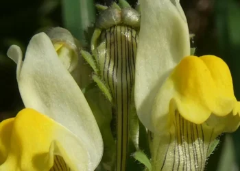 Chama-se Linaria almadensis: nova planta endémica descoberta nas arribas do Tejo, em Almada