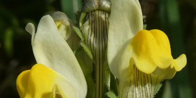 Chama-se Linaria almadensis: nova planta endémica descoberta nas arribas do Tejo, em Almada