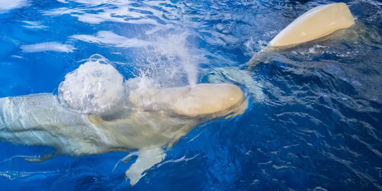 Como as baleias-brancas do Alasca garantem a sobrevivência da espécie