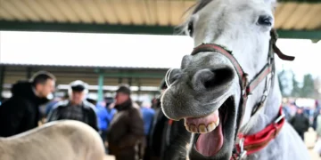 Cavalos assobiam ao mesmo tempo que relincham, diz estudo
