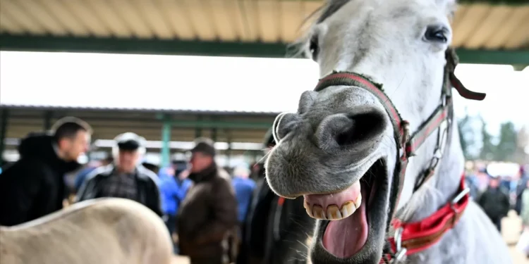 Cavalos assobiam ao mesmo tempo que relincham, diz estudo