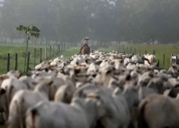 Análise: Setor de carne brasileiro tenta abrir mercado na Coreia do Sul