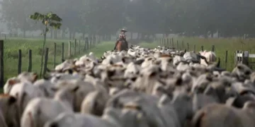 Análise: Setor de carne brasileiro tenta abrir mercado na Coreia do Sul