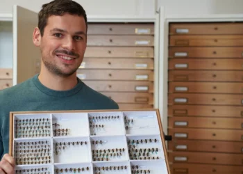 Abelhas europeias em risco: 10% das espécies estão ameaçadas de extinção