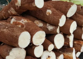 Preço da mandioca segue pela terceira semana consecutiva, diz Cepea