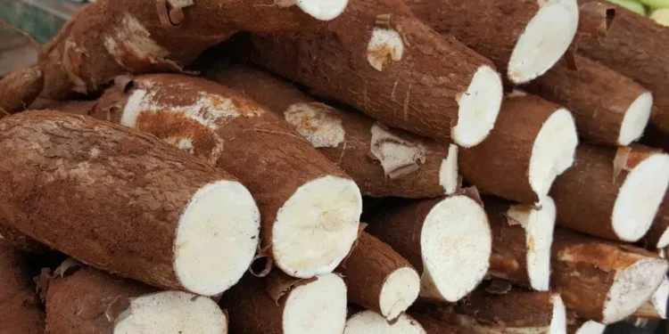 Preço da mandioca segue pela terceira semana consecutiva, diz Cepea