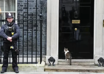 Larry the Cat: o inquilino mais famoso de Downing Street celebra 15 anos no poder