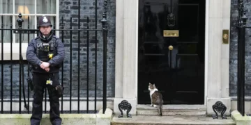 Larry the Cat: o inquilino mais famoso de Downing Street celebra 15 anos no poder