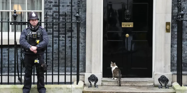Larry the Cat: o inquilino mais famoso de Downing Street celebra 15 anos no poder