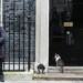 Larry the Cat: o inquilino mais famoso de Downing Street celebra 15 anos no poder