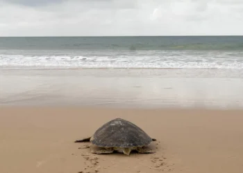 Tartarugas gigantes regressam às Galápagos após quase 200 anos